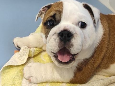 Chiot bulldog anglais 2000 32300 Sainte-aurence-cazaux