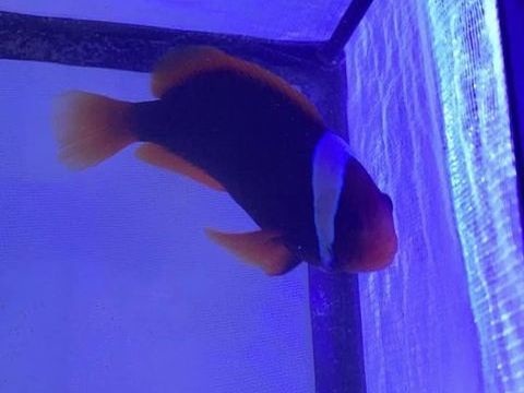 Poisson clown frenatus 15 33860 Donnezac
