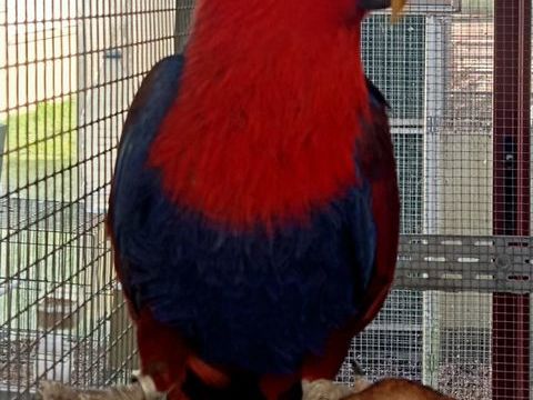 perroquet &eacute;clectus femelle 600 29420 Plou�nan