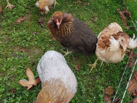 Oeuf f&eacute;cond&eacute;, poussin, coq, poule Araucana. 39 77540 Courpalay