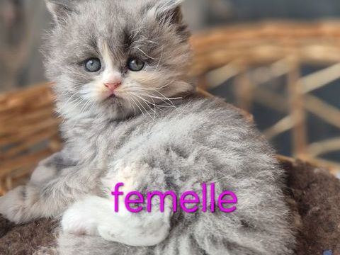 Magnifique chaton Persan x Maine coon 750 44350 Gu�rande