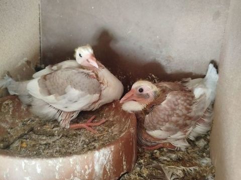 Pigeonneaux hubbel 30 85320 Péault