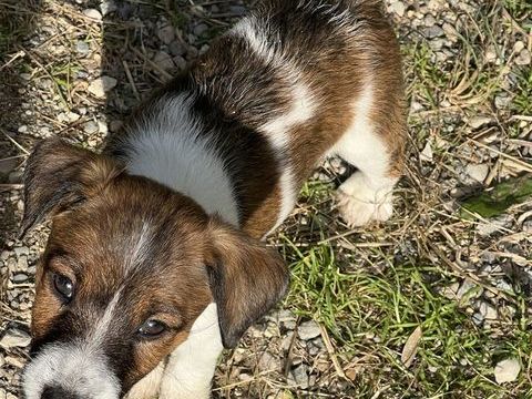Chiots Fox m&acirc;le 650 38690 Bévenais