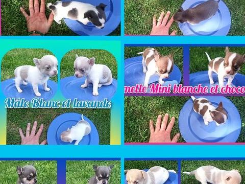 Chiot chihuahua poil court et long 950 75009 Paris