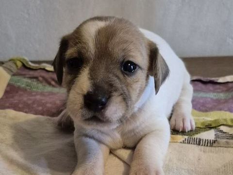 A r&eacute;serv&eacute; 5 chiots  type  Jack russell 780 72440 Bouloire