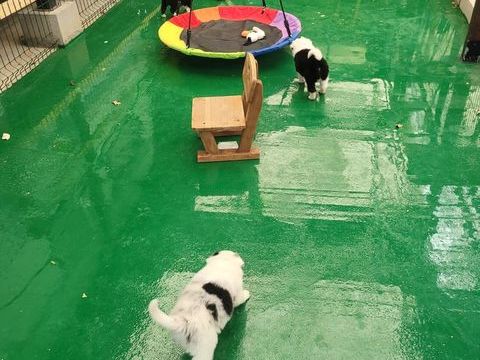 Chiots border collie noir et blanc/ blue merle 0 12240 Rieupeyroux