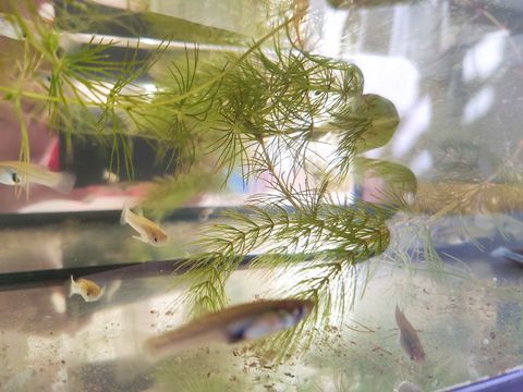 Guppy Gambusie 2 83140 Six-fours-les-plages