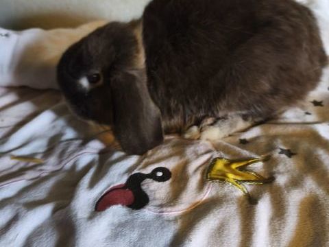 Lapin minilop 
40 62221 Noyelles-sous-lens