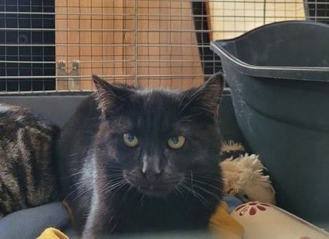 Chat MYSTERY &agrave; l adoption 110 26200 Mont�limar