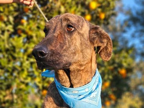 ANUBIS 300 95610 �ragny