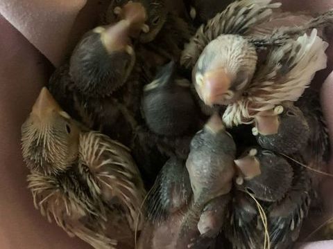 Paddas 100 60700 Pont-sainte-maxence