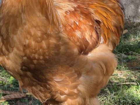 Jolis et grands coqs type Brahma 0 31660 Buzet-sur-tarn