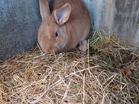 jeune lapin fauve de bourgogne 10 71600 Paray-le-monial