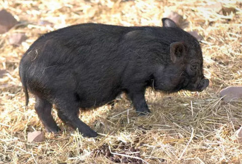 Cochon nain 40 80290 Guizancourt