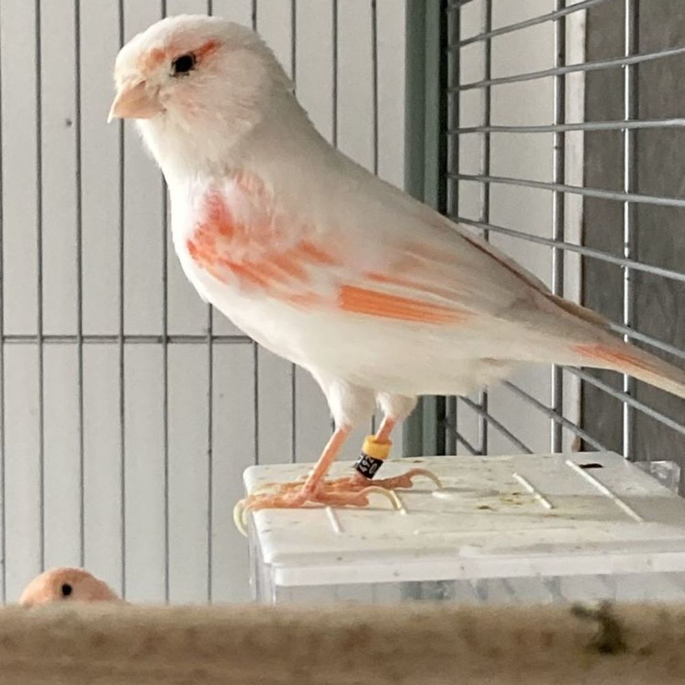   Canari  