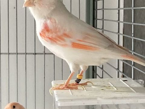 Canari 50 95330 Domont