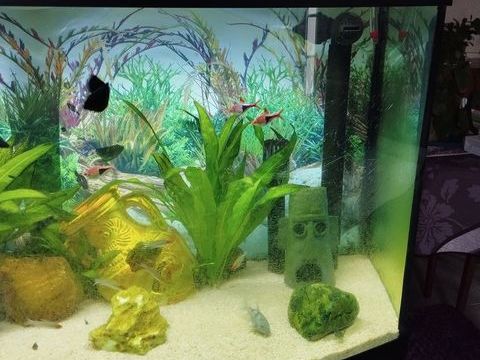 Poissons Molly noir , noir/dor&eacute;, noir/argent 0 85670 Palluau