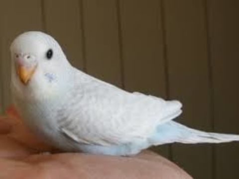 femelle  perruche ondulée blanc de cette année 50 59480 La basse