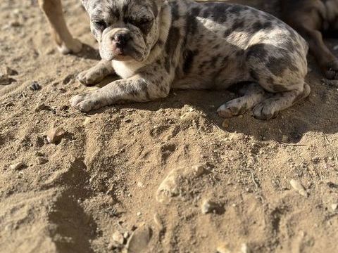 Femelle bouledogue français payable en 3 fois  1000 45210 Ferrires-en-gtinais