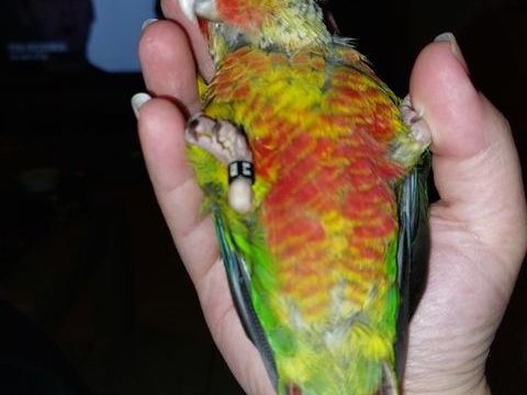 Conure pyrrhura molinae élevée à  la main 300 86500 Montmorillon