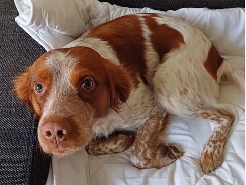 SAMY, épagneul breton 5 ans 200 34500 Bziers