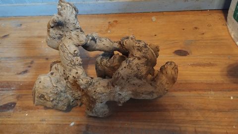 Mangrove racine pour aquarium 50 02700 Fri�res-faillou�l