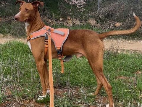 COCO, un compagnon de vie g&eacute;nial ! 315 24140 Douville