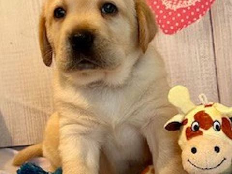 Chiot Labrador 1800 38530 La buissire