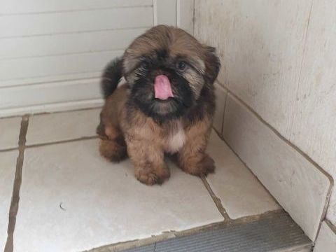 SPLENDIDES SHIH TZU M&Acirc;LES DORE  ET  NOIR ET BLANC.. 600 86400 Civray