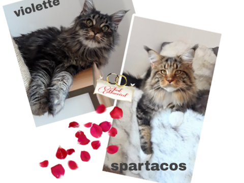 BADY CHATON FEMELLE DE RACE MAINE COON 1500 57340 Baronville