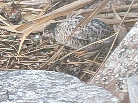 Recherche caille de chine m&acirc;le 0 49600 Le fief-sauvin