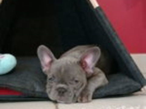   Femelle Bouledogue Français Exotique 