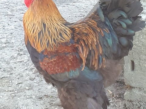 Poules et coqs brahma 1 47290 Castelnaud-de-gratecambe