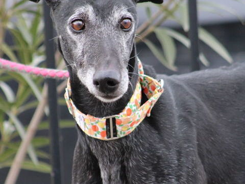 VANILLY 🩵 le galgo noir le plus doux que vous puissiez rencontrer 315 24140 Douville