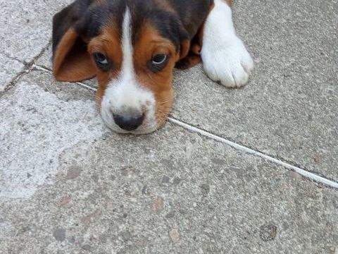 Chiots beagle LOF 700 42210 Bellegarde-en-forez