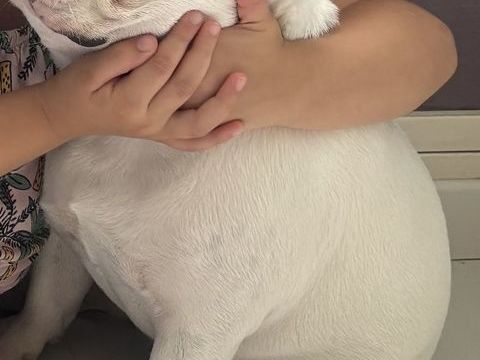 Bouledogue Fran&ccedil;ais : LOF-9b.f.136682
2025030235 1100 78000 Versailles