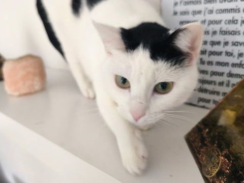 BELLA cherche sa nouvelle famille pour la vie 180 64600 Anglet