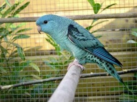 Tr&egrave;s Belles Perruche Catherine Bleu Adultes Bagu&eacute; 2025 75 94450 Limeil-br�vannes