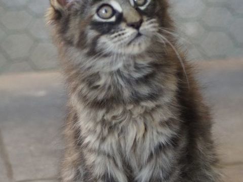 Chatons maine coon prêts immediatement 1300 30129 Redessan