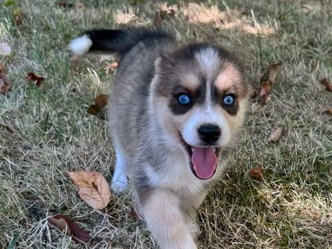 Pomsky 700 24410 Festalemps