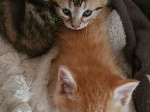 Bonjour 
Chatons Adorable 0 93700 Drancy