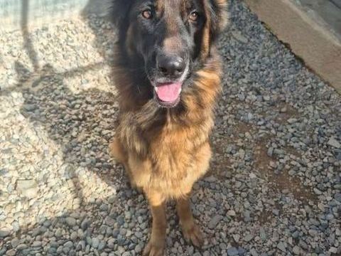 Chien TEXANE à l adoption 210 13001 Marseille