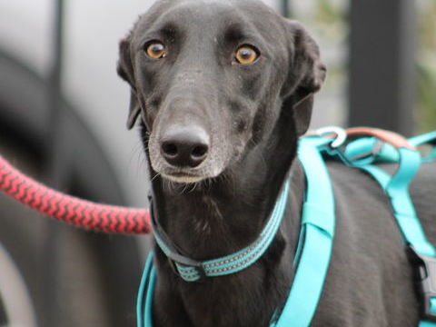 MULATO🩵 Tr&egrave;s gentil, joueur et d&eacute;j&agrave; Fan des bisous 315 24140 Douville