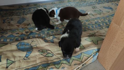 chiot berger australien 1000 25250 L'isle-sur-le-doubs