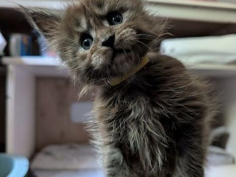 Adorables chatons Maine Coon Loof 1300 36310 Beaulieu