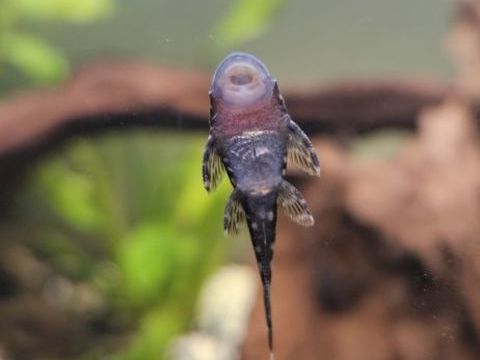 Poissons de fond  ansistus 2 79190 Mair-levescault