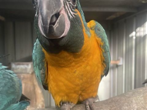 Ara &agrave; gorge bleue 1600 64210 Arbonne