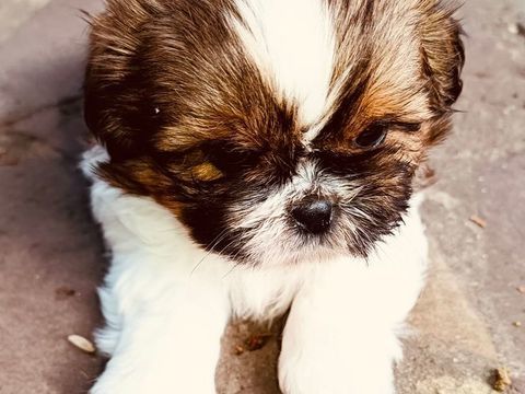 Adorable chiot Shih Tzu 750 94400 Vitry-sur-seine