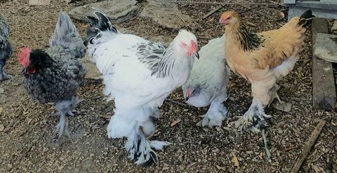 Poulets et poulettes BRAHMA 
0 47120 Duras