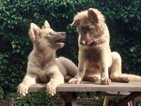 Chiots berger allemand ancien type 2000 17170 Benon